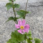 Veternica hupehenská (Anemone hupehensis) 'SERENADE' - kont. P9